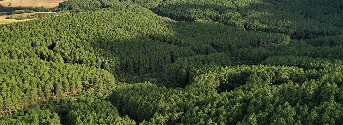 Certificaciones sustentables ISO y FSC de Todeschini